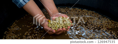 Farmer concept hand harvest ripe coffee seed robusta arabica berry close up fresh green leaf bean picking orange crop red yellow berries raw plant tree farm growth blur background eco organic garden 126947535