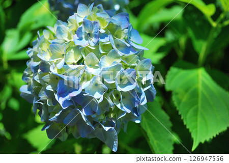 六月藍繡球 126947556