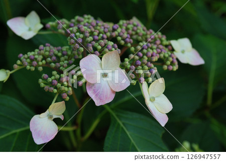 繡球花開始開花 126947557