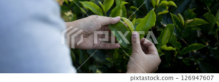 Business concept centers around fresh green tea reap background leaves organic farm with banner lush garden healthy plant tree leaves eco herbal farmer blur leaf plantation Freshness herbal natural 126947607