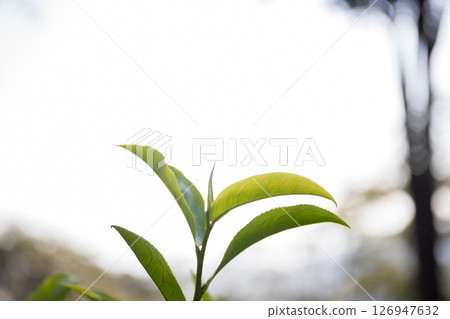 Business concept centers around fresh green tea reap background leaves organic farm with banner lush garden healthy plant tree leaves eco herbal farmer blur leaf plantation Freshness herbal natural Business concept centers around fresh green tea reap background leaves organic farm with banner lush garden healthy plant tree leaves eco herbal farmer blur leaf plantation Freshness herbal natural 126947632