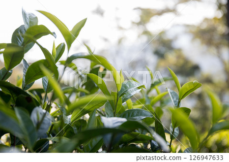 Business concept centers around fresh green tea reap background leaves organic farm with banner lush garden healthy plant tree leaves eco herbal farmer blur leaf plantation Freshness herbal natural Business concept centers around fresh green tea reap background leaves organic farm with banner lush garden healthy plant tree leaves eco herbal farmer blur leaf plantation Freshness herbal natural 126947633