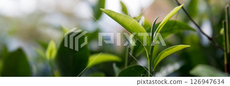 Business concept centers around fresh green tea reap background leaves organic farm with banner lush garden healthy plant tree leaves eco herbal farmer blur leaf plantation Freshness herbal natural Business concept centers around fresh green tea reap background leaves organic farm with banner lush garden healthy plant tree leaves eco herbal farmer blur leaf plantation Freshness herbal natural 126947634