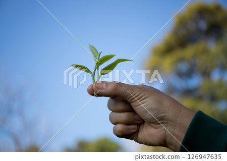Business concept centers around fresh green tea reap background leaves organic farm with banner lush garden healthy plant tree leaves eco herbal farmer blur leaf plantation Freshness herbal natural Business concept centers around fresh green tea reap background leaves organic farm with banner lush garden healthy plant tree leaves eco herbal farmer blur leaf plantation Freshness herbal natural 126947635
