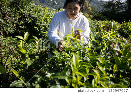 Business concept centers around fresh green tea reap background leaves organic farm with banner lush garden healthy plant tree leaves eco herbal farmer blur leaf plantation Freshness herbal natural 126947637