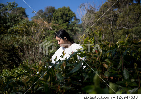 Business concept centers around fresh green tea reap background leaves organic farm with banner lush garden healthy plant tree leaves eco herbal farmer blur leaf plantation Freshness herbal natural 126947638