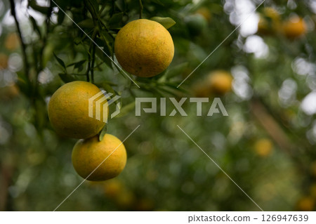 Business farm orange concept nature fruit citrus orchard mandarin tree growing, vibrant organic lush leaves background farmer green garden crop leaf ripe laden branches plant close up farming growth. 126947639