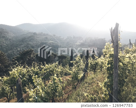 Scenic Vineyard Landscape in Sunlit Hillside Scenic Vineyard Landscape in Sunlit Hillside 126947783