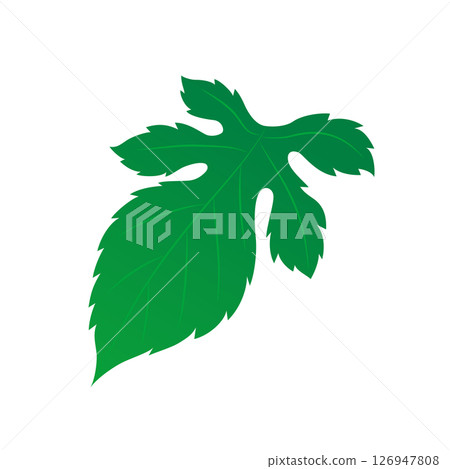 植物桑葉插圖 植物桑葉插圖 126947808