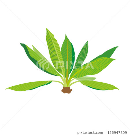 Plant banana leaf illustration 126947809