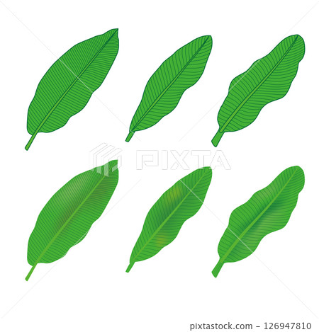 植物香蕉葉插圖 126947810