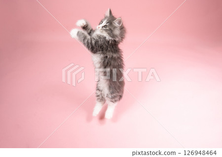 Pink back and jumping Norwegian Forest Cat kitten 126948464