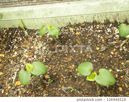 Okra seedlings grown from seeds 126948528
