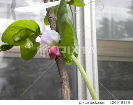 圖坦卡門豌豆的紫色花朵 126948529