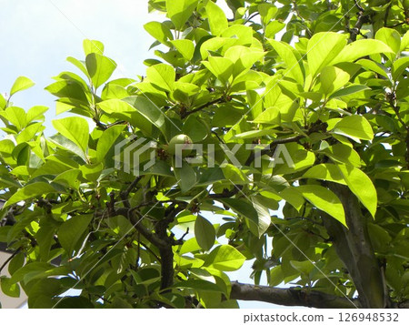 我家花園裡的柿子到了秋天會長得更大、更甜。 126948532