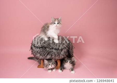 粉紅色包、毛茸茸的椅子和三隻挪威森林貓 126948641