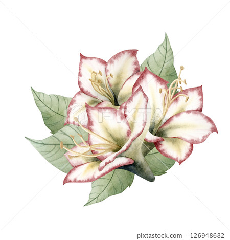 Watercolor Hippeastrum flower bouquet hand drawn illustration for Christmas holidays and New Year. Amaryllis traditional winter blooming plant in white red and green. Botanical isolated clip art 126948682