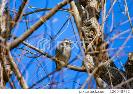 Starlings perched on a tree against the blue winter sky 126948752