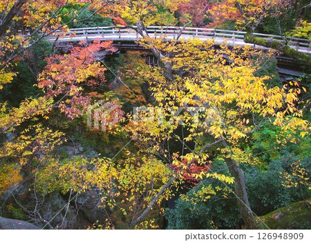 A bizarre bridge over the Katsura River in Yamanashi, with autumn leaves and Saruhashi Bridge 126948909