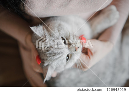 A woman gently hugs a beautiful Scottish cat 126948939