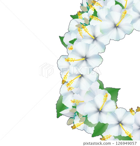 Hibiscus Hibiscus 126949057