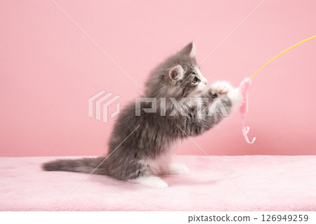 Norwegian Forest Cat kitten playing with a cat toy Norwegian Forest Cat kitten playing with a cat toy 126949259