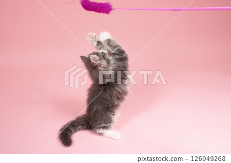 Norwegian Forest Cat kitten playing with a cat toy 126949268