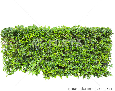 Cut out shrubs plant elements garden png  objects  126949343