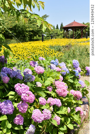 Flowers at Toda River Green Space, Minato Ward Flowers at Toda River Green Space, Minato Ward 126949432