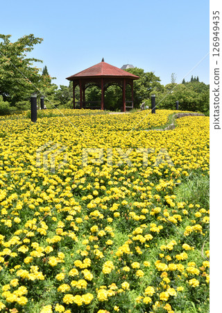 Flowers at Toda River Green Space, Minato Ward 126949435