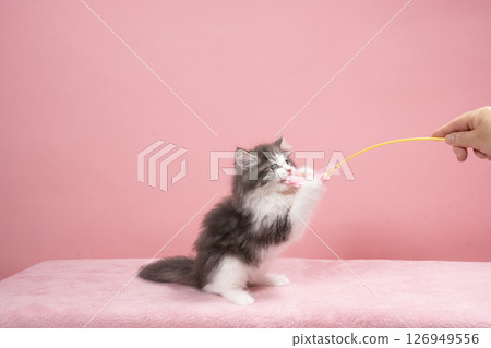 Norwegian Forest Cat kitten playing with a cat toy 126949556