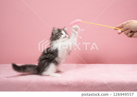 挪威森林貓小貓玩貓玩具 126949557