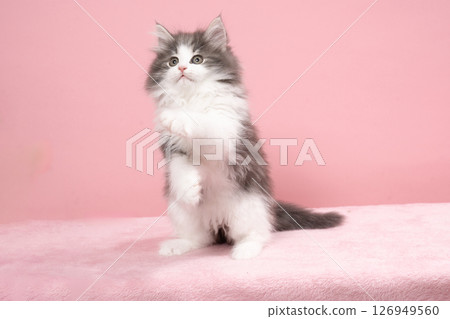 挪威森林貓小貓站著,背部呈粉紅色 挪威森林貓小貓站著,背部呈粉紅色 126949560