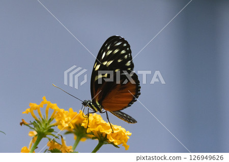 Heliconius hecale Butterfly feeding on flowers. High quality photo 126949626
