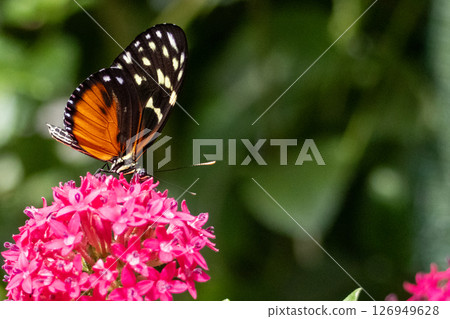 Heliconius hecale Butterfly feeding on flowers. High quality photo 126949628