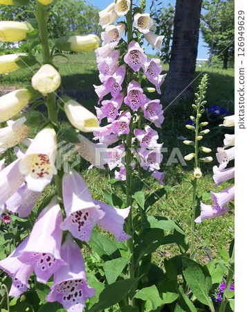 粉紅色花朵、花、花壇花 126949629