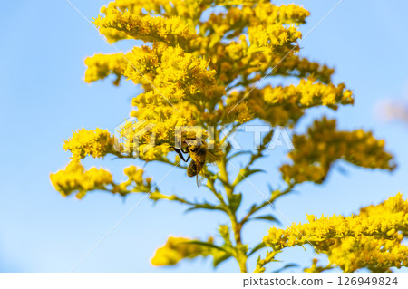 Yellow summer garden plants and flowers in Belarus. 126949824