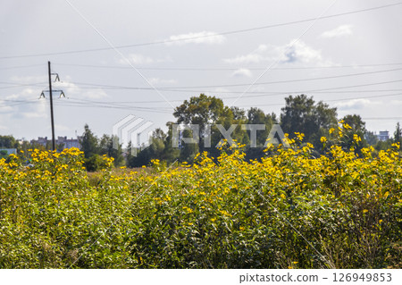 Nature countryside village by the forest and grassland Brest Belarus. 126949853