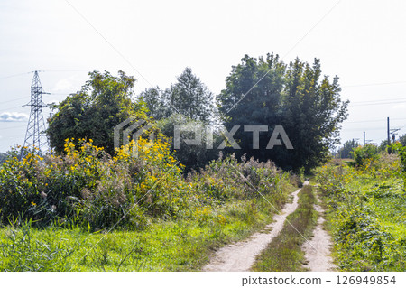 Walking in nature countryside on forest path trail Brest Belarus. 126949854