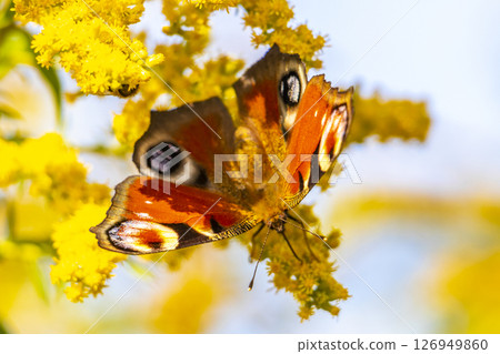 Large peacock butterfly on yellow flower blossoms in Brest Belarus. 126949860