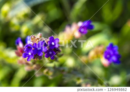 Blue and purple summer garden plants and flowers Belarus. 126949862