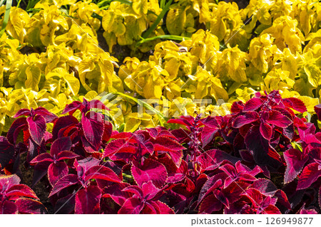 Yellow red and pink summer garden plants and flowers Belarus. 126949877