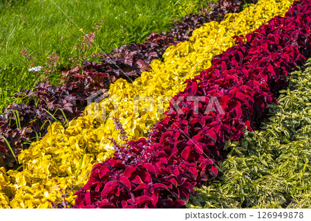 Yellow red and pink summer garden plants and flowers Belarus. Yellow red and pink summer garden plants and flowers Belarus. 126949878