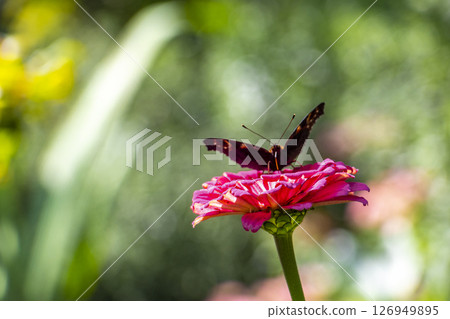 Large peacock butterfly on pink flower blossoms in Brest Belarus. 126949895