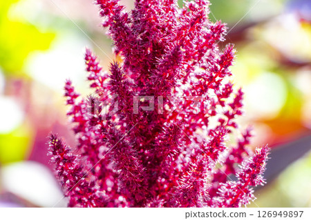 Red purple and pink summer garden plants and flowers Belarus. Red purple and pink summer garden plants and flowers Belarus. 126949897