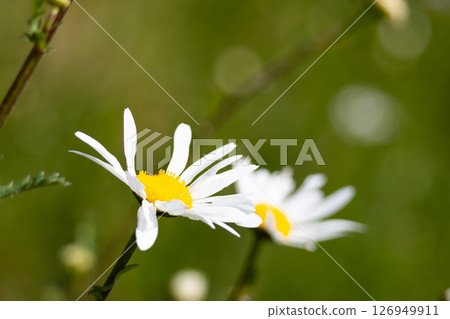 Daisy flower with blurred background . High quality photo 126949911