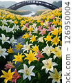 Yellow and white lilies 126950004