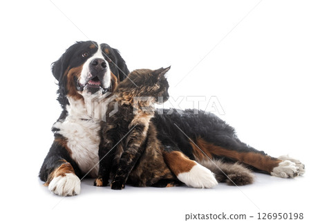 maine coon cat and bernese mountain dog 126950198
