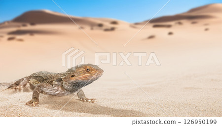 bearded dragons in nature 126950199