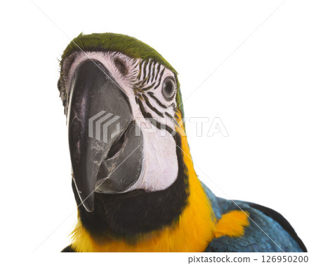 Blue-and-yellow macaw in studio 126950200